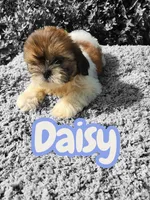 Daisy , a female Shih Tzu for sale in Atlanta, GA – 1 of 1