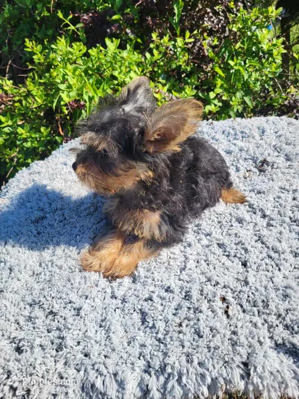 Den  – Yorkipoo puppy for sale in Atlanta, GA