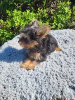 Den , a male Yorkipoo for sale in Atlanta, GA – 1 of 3