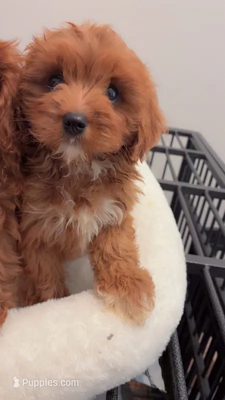 Duke – Cavapoo puppy for sale in Atlanta, GA