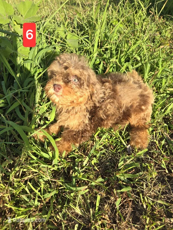 PRINCESS – Shihpoo puppy for sale in Atlanta, GA