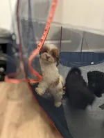 Teddy, a male Shihpoo for sale in Atlanta, GA – 3 of 4