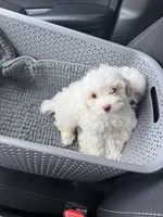 Bently , a male Poodle - Toy  for sale in Atlanta, GA – Photo 2 of 2