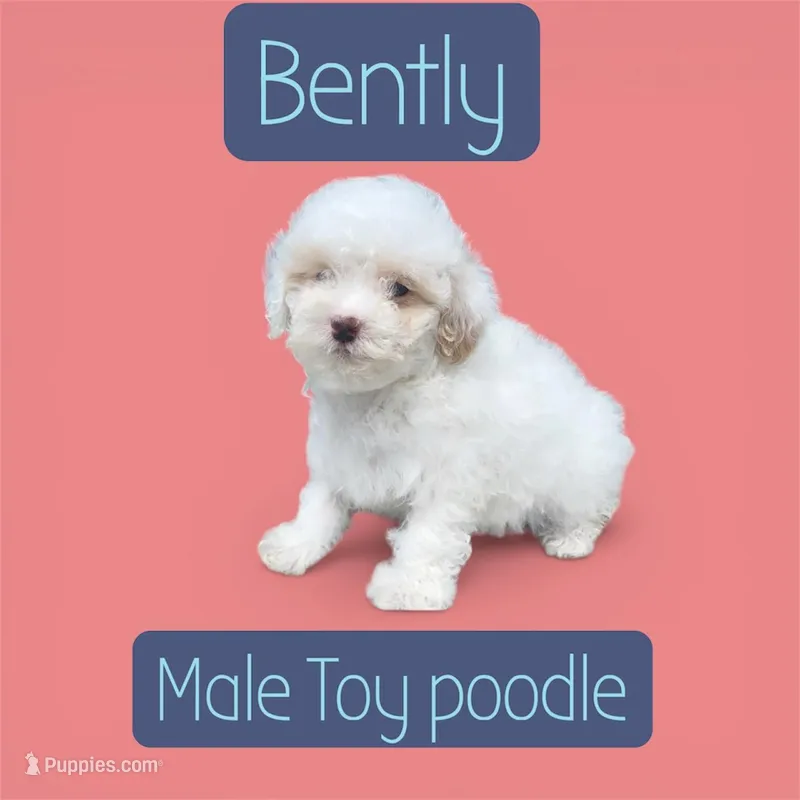 Bently  – Poodle - Toy  puppy for sale in Atlanta, GA