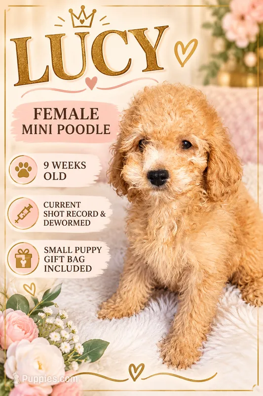 Lucy  – Poodle - Miniature  puppy for sale in Atlanta, GA