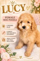 Lucy , a female Poodle - Miniature  for sale in Atlanta, GA – 1 of 1