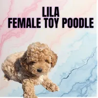 Lila, a female Poodle - Toy  for sale in Atlanta, GA – 1 of 1