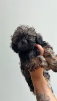 Bruce, a male Shihpoo for sale in Atlanta, GA – 1 of 2
