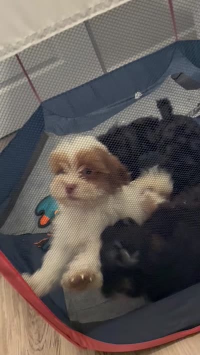 Teddy, a male Shihpoo for sale in Atlanta, GA – 4 of 4