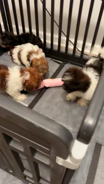 Bruce , a male Shihpoo for sale in Atlanta, GA – 2 of 2