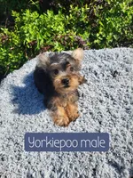 Yorkiepoo , a male Yorkipoo for sale in Atlanta, GA – 2 of 2