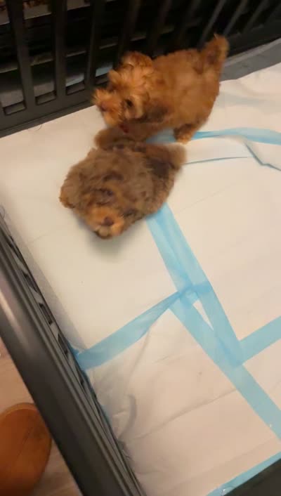 PRINCESS, a female Shihpoo for sale in Atlanta, GA – 2 of 3
