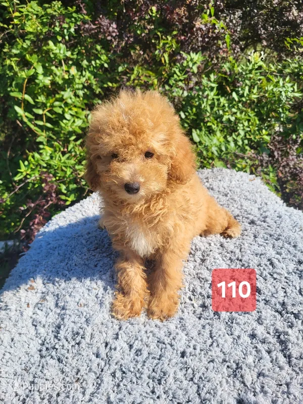 DAWN – Poodle - Miniature  puppy for sale in Atlanta, GA