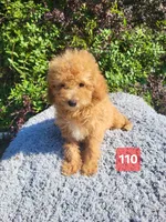 DAWN, a male Poodle - Miniature  for sale in Atlanta, GA – 1 of 1