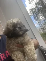 Bella , a female Bichon Frise and Poodle - Toy  for sale in Atlanta, GA – Photo 2 of 3