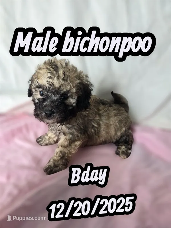 Mitch , a male Bichon Frise and Poodle - Toy  for sale in Atlanta, GA – Photo 1 of 1