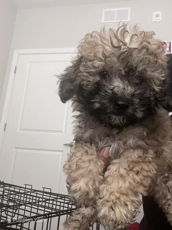 Bella , a female Bichon Frise and Poodle - Toy  for sale in Atlanta, GA – Photo 1 of 3