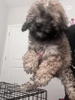 Bella , a female Bichon Frise and Poodle - Toy  for sale in Atlanta, GA – Photo 3 of 3