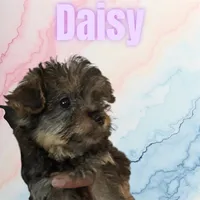 Daisy , a female Yorkipoo for sale in Atlanta, GA – 1 of 2