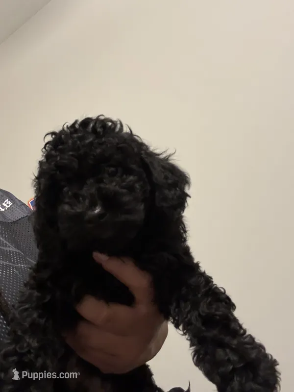 Dice, a male Shihpoo for sale in Atlanta, GA – 1 of 4
