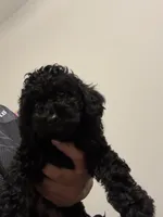 Dice, a male Shihpoo for sale in Atlanta, GA – 1 of 4