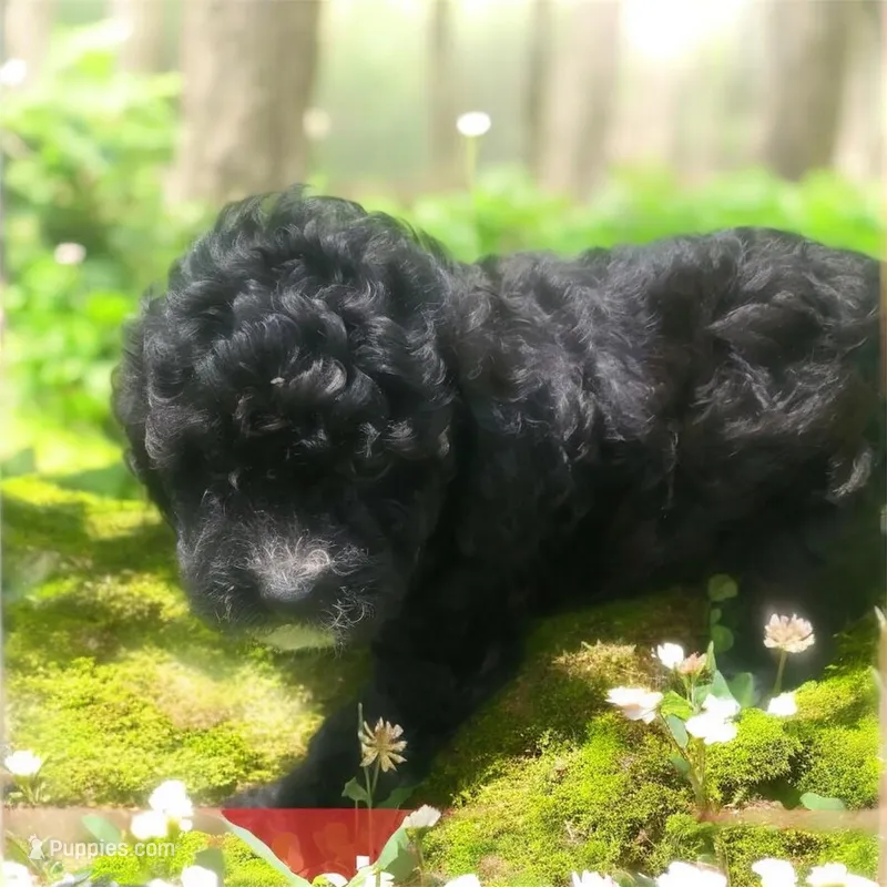 Daisy  – Shihpoo puppy for sale in Atlanta, GA