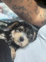 Rocky, a male Morkie for sale in Atlanta, GA – 1 of 2