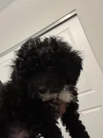 Dice , a male Havapoo for sale in Atlanta, GA – 3 of 3