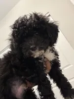 Dice , a male Havapoo for sale in Atlanta, GA – 2 of 3