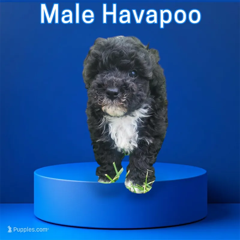 Dice  – Havapoo puppy for sale in Atlanta, GA