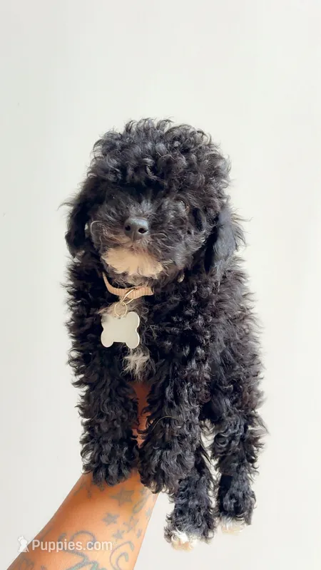 Molly  – Poodle - Toy  puppy for sale in Atlanta, GA