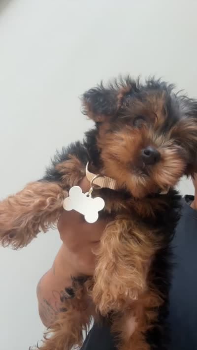 Lucy , a female Yorkipoo for sale in Atlanta, GA – 2 of 2