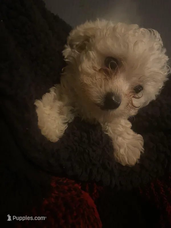 Charley , a male Poodle - Toy  for sale in Atlanta, GA – Photo 1 of 1