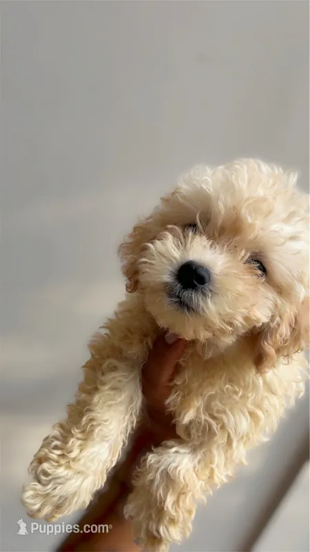 Bently  – Maltipoo puppy for sale in Atlanta, GA
