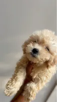 Bently , a male Maltipoo for sale in Atlanta, GA – 1 of 3