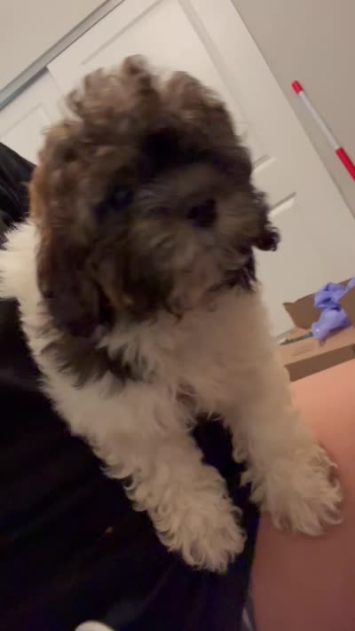 Sugar , a female Shihpoo for sale in Atlanta, GA – 3 of 3