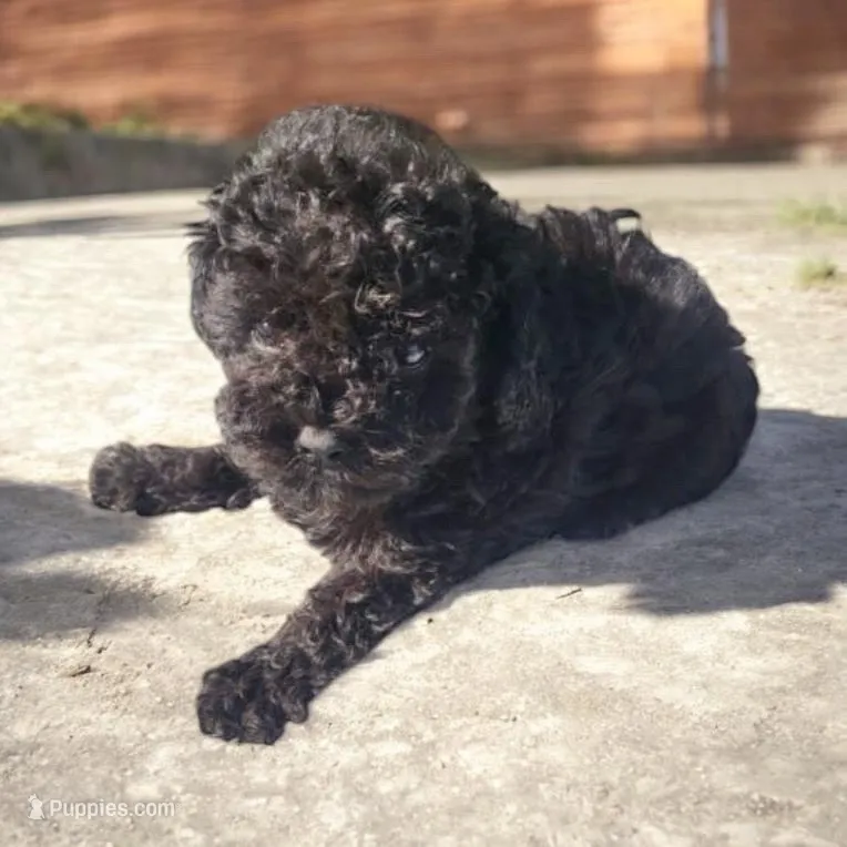 Russian  – Poodle - Toy  puppy for sale in Atlanta, GA