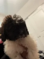 Daisy , a female Shihpoo for sale in Atlanta, GA – 2 of 4