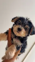 Rocky, a male Morkie for sale in Atlanta, GA – 2 of 2