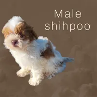 Teddy, a male Shihpoo for sale in Atlanta, GA – 1 of 4