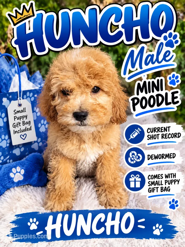 HUNCHO , a male Poodle - Miniature  for sale in Atlanta, GA – 1 of 1