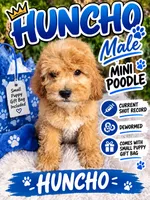 HUNCHO , a male Poodle - Miniature  for sale in Atlanta, GA – 1 of 1