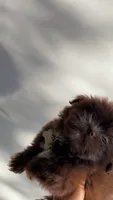 Max , a male Pomeranian and Shih Tzu for sale in Atlanta, GA – 1 of 2
