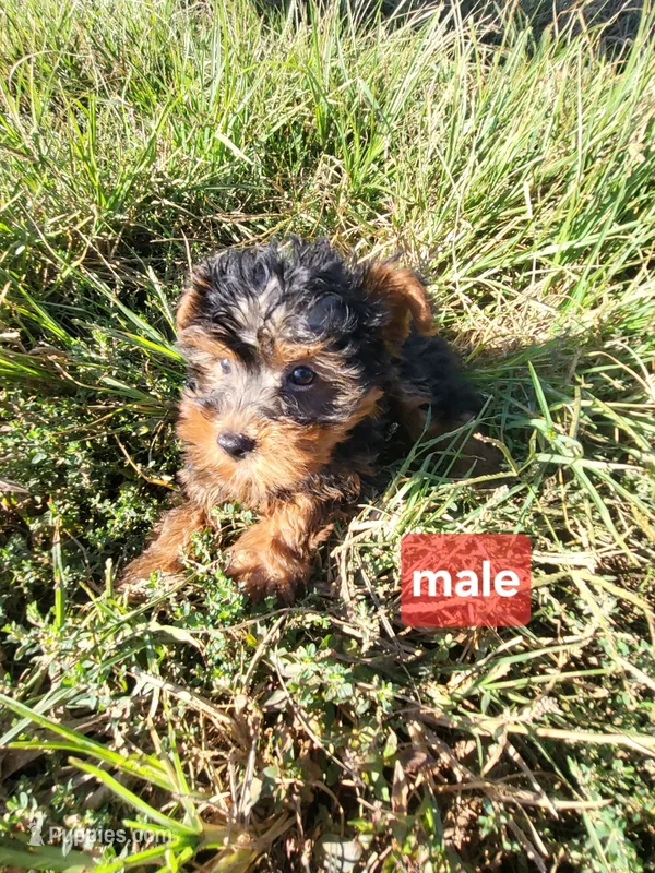 Max  – Yorkipoo puppy for sale in Atlanta, GA