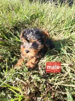 Max , a male Yorkipoo for sale in Atlanta, GA – 1 of 1