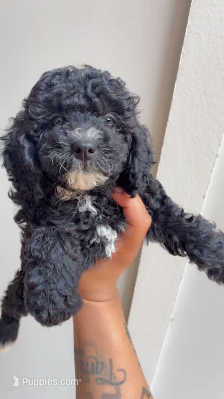 Daisy  – Shihpoo puppy for sale in Atlanta, GA