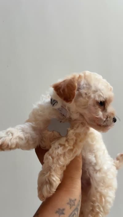 Bentley , a male Poodle - Toy  for sale in Atlanta, GA – 2 of 2