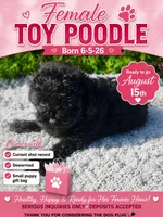 Russian , a female Poodle - Toy  for sale in Atlanta, GA – 2 of 2