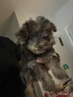 Daisy , a female Yorkipoo for sale in Atlanta, GA – 2 of 2
