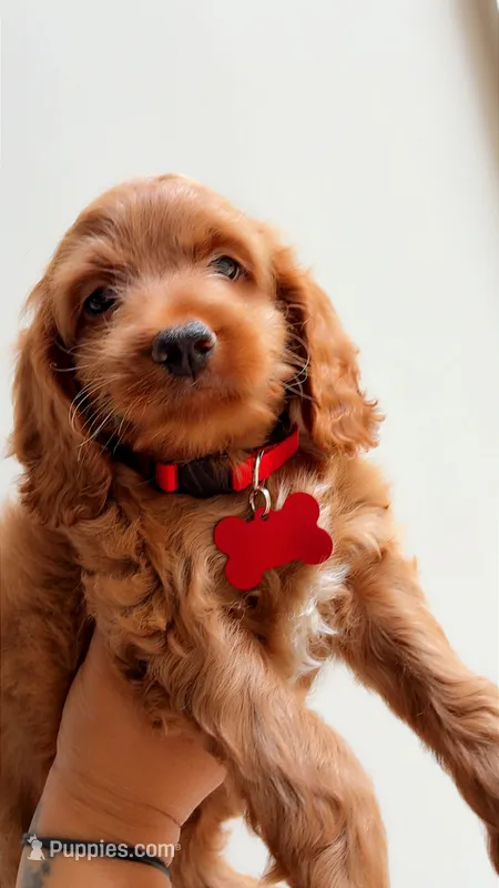 Menace  – Cockapoo puppy for sale in Atlanta, GA